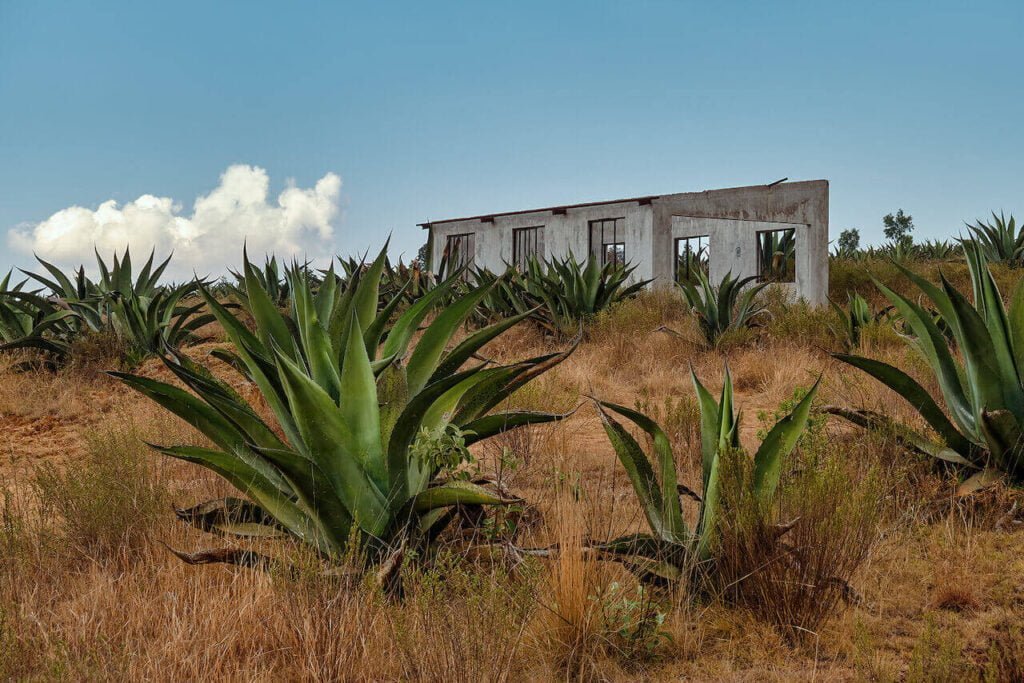 Pulque Anbau Agaven Farm Mexiko