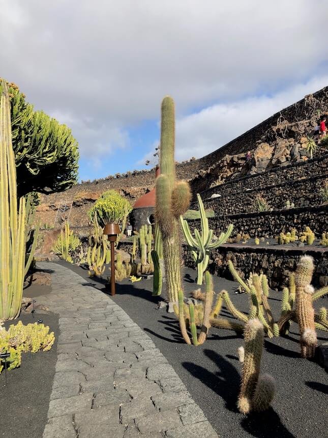 Kaktus Lanzarote