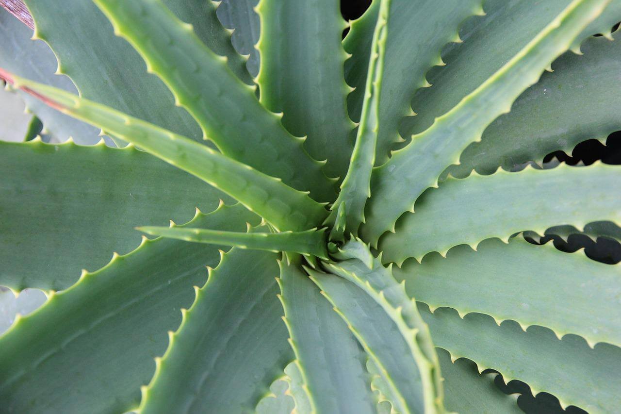 Aloe Vera Saft für deine Gesundheit – die Wirkung ist erstaunlich