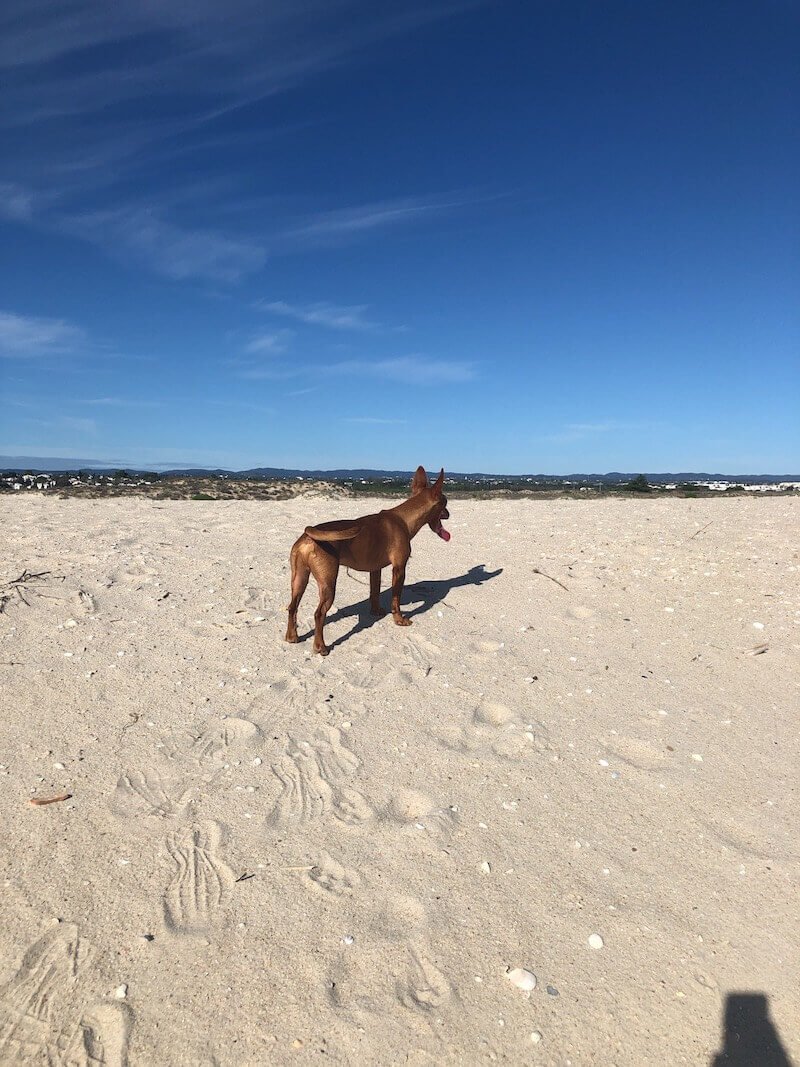 Algarve mit Hund – Spaß für Mensch und Tier
